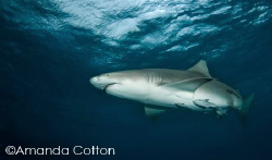 One of the many lemon sharks at Tiger Beach, Bahamas.

... by Amanda Cotton 